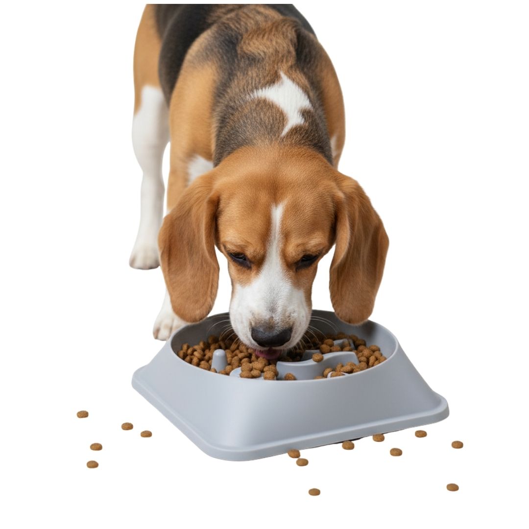 Plato Antiestrés para Mascotas Mejora Digestión Comedero Perros y Gatos